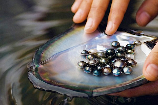 Tahitian Black Pearls, SOURCE: Searching for Paradise